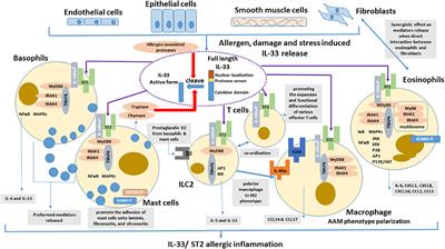 IL33: Roles in Allergic Inflammation and Therapeutic Perspectives